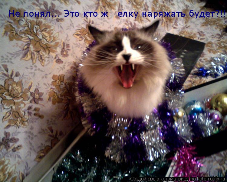Не понял... Это кто ж елку наряжать будет?!!!... Котоматрица: Не понял... Это кто ж елку наряжать будет?!!!