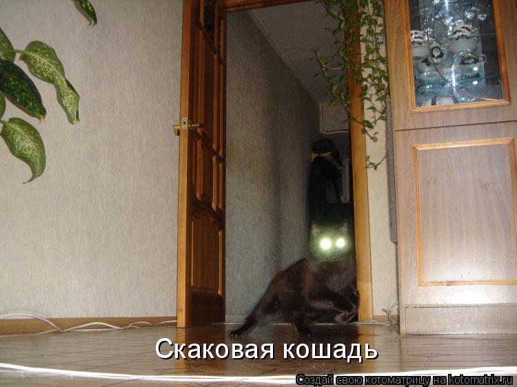 Скаковая кошадь... Котоматрица: Скаковая кошадь