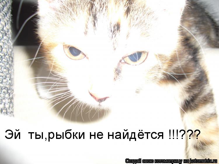 Эй ты,рыбки не найдётся !!!???... Котоматрица: Эй ты,рыбки не найдётся !!!???
