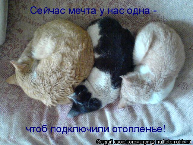 чтоб подключили отопленье! Сейчас мечта у нас одна -... Котоматрица: чтоб подключили отопленье! Сейчас мечта у нас одна -