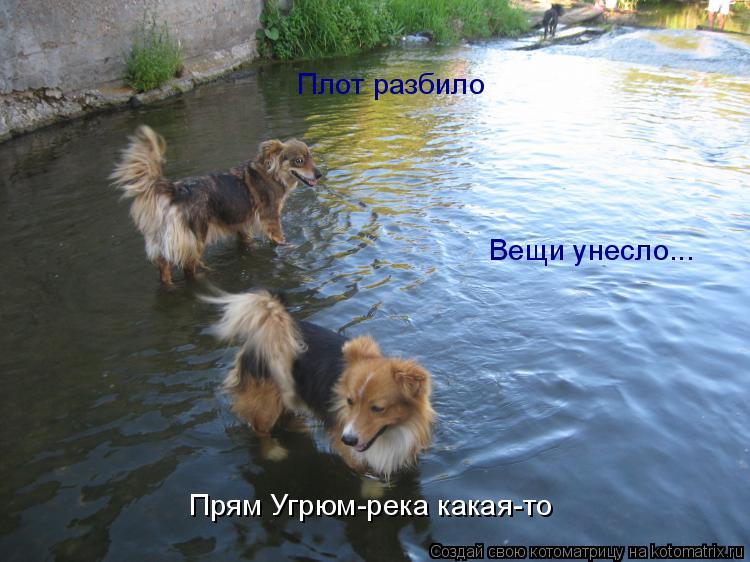 Плот разбило Вещи унесло... Прям Угрюм-река какая-то... Котоматрица: Плот разбило Вещи унесло... Прям Угрюм-река какая-то