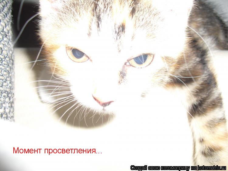 Момент просветления...... Котоматрица: Момент просветления...