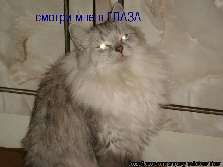 смотри мне в ГЛАЗА... Котоматрица: смотри мне в ГЛАЗА