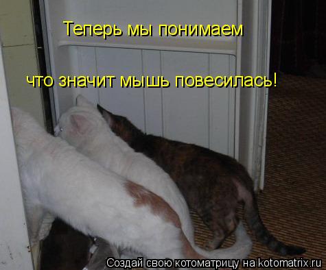 Теперь мы понимаем что значит мышь повесилась!... Котоматрица: Теперь мы понимаем что значит мышь повесилась!