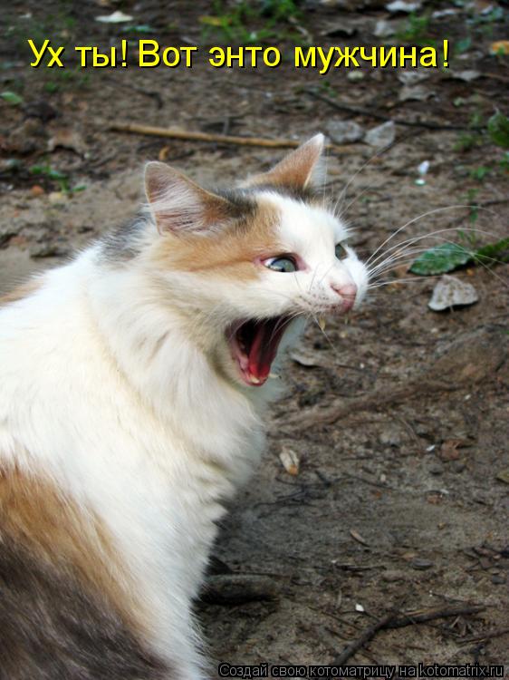 Ух ты! Вот энто мужчина!... Котоматрица: Ух ты! Вот энто мужчина!