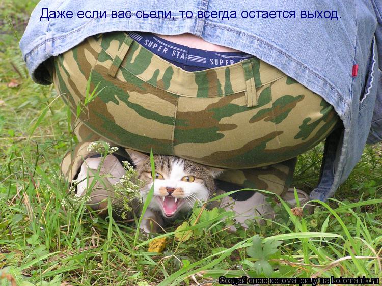 Даже если вас сьели, то всегда остается выход.... Котоматрица: Даже если вас сьели, то всегда остается выход.