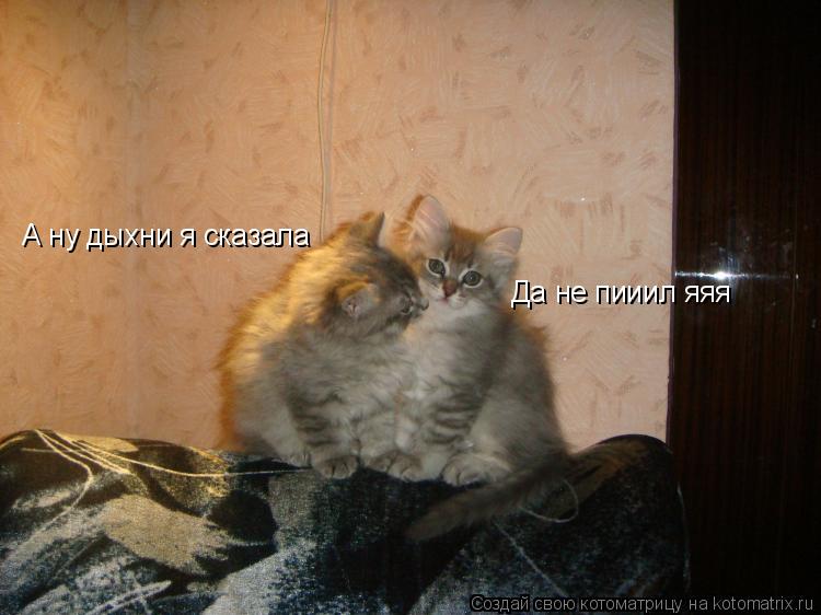 Котоматрица: А ну дыхни я сказала Да не пииил яяя
