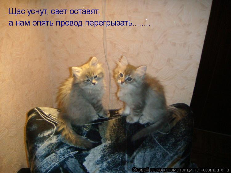 Котоматрица: Щас уснут, свет оставят, а нам опять провод перегрызать........