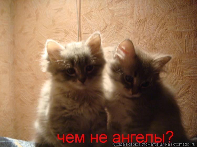 Котоматрица: чем не ангелы?