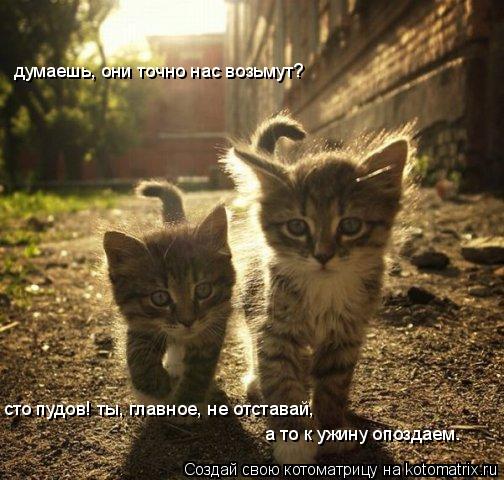 Котоматрица: а то к ужину опоздаем.  думаешь, они точно нас возьмут? сто пудов! ты, главное, не отставай,