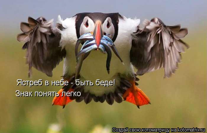 Котоматрица: Ястреб в небе - быть беде! Знак понять легко