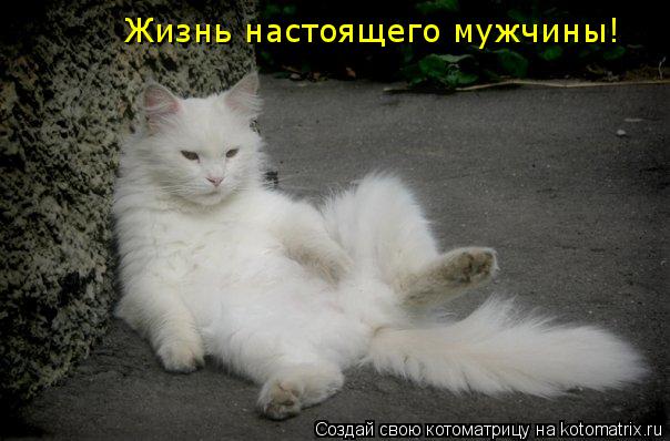 Котоматрица: Жизнь настоящего мужчины!