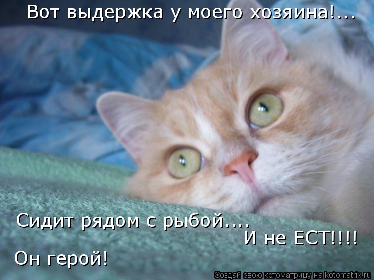 Котоматрица: Вот выдержка у моего хозяина!... Сидит рядом с рыбой.... И не ЕСТ!!!! Он герой!