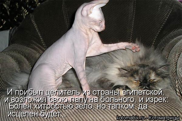 И прибыл целитель из страны египетской, и возложил свою лапу на больного, и изрек: Болен хитростью зе... Котоматрица: И прибыл целитель из страны египетской, и возложил свою лапу на больного, и изрек: Болен хитростью зело, но тапком да исцелен будет...