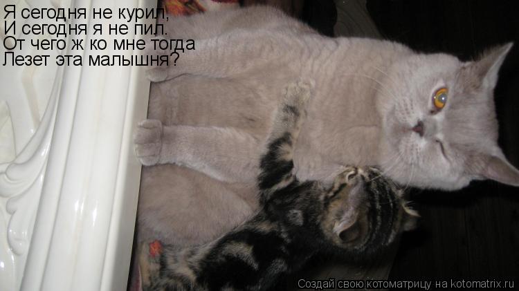 Я сегодня не курил, И сегодня я не пил. От чего ж ко мне тогда Лезет эта малышня?... Котоматрица: Я сегодня не курил, И сегодня я не пил. От чего ж ко мне тогда Лезет эта малышня?