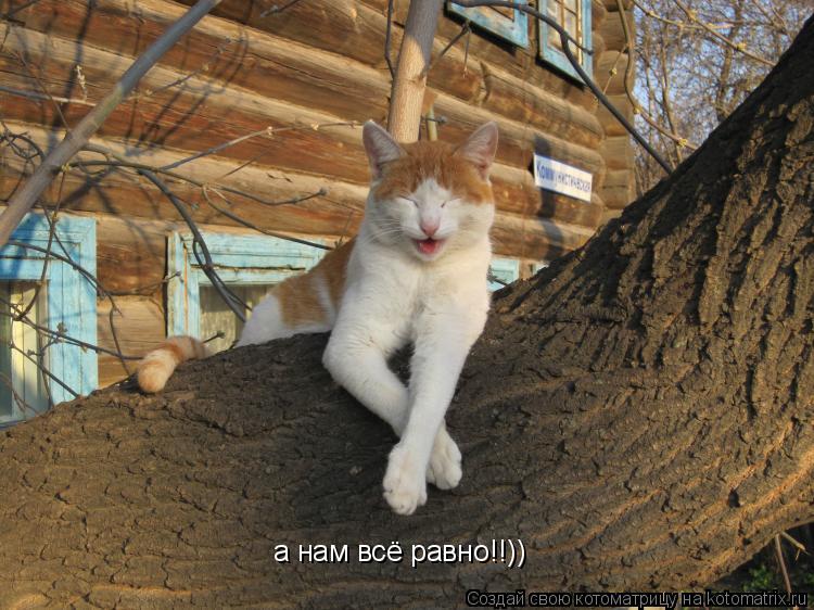 а нам всё равно!!))... Котоматрица: а нам всё равно!!))