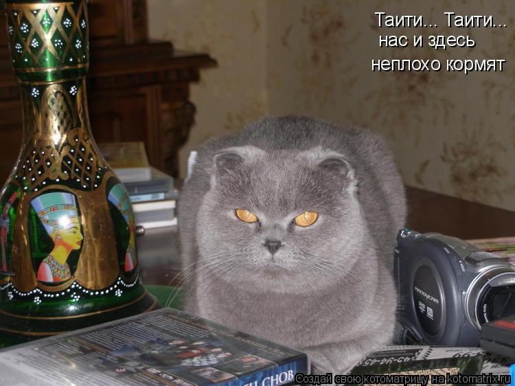 Котоматрица: Таити... Таити... нас и здесь неплохо кормят