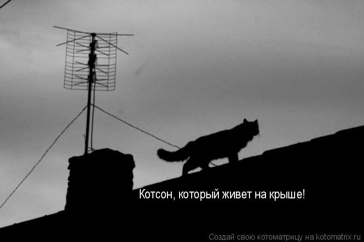 Котоматрица: Котсон, который живет на крыше!