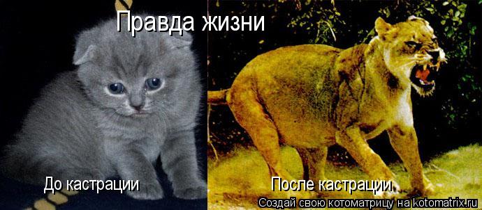 Котоматрица: До кастрации После кастрации Правда жизни