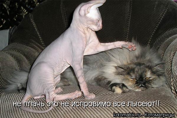 Котоматрица: не плачь это не испровимо все лысеют!!