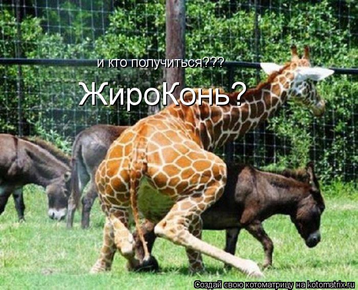 Котоматрица: и кто получиться??? ЖироКонь?