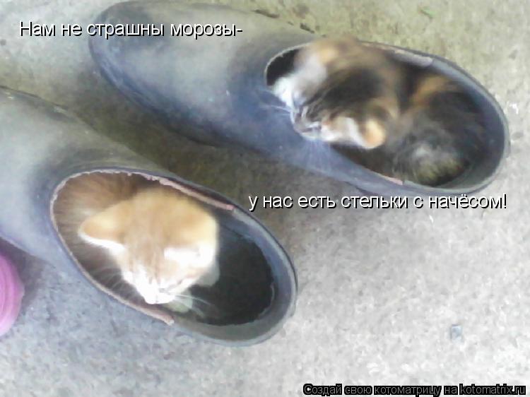 Котоматрица: Нам не страшны морозы-   у нас есть стельки с начёсом!