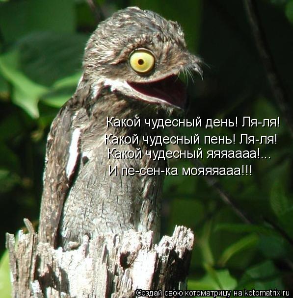 Котоматрица: Какой чудесный день! Ля-ля! Какой чудесный пень! Ля-ля! Какой чудесный яяяаааа!... И пе-сен-ка мояяяааа!!!