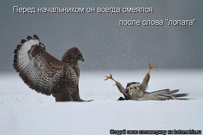 Перед начальником он всегда смеялся после слова "лопата"... Котоматрица: Перед начальником он всегда смеялся после слова "лопата"