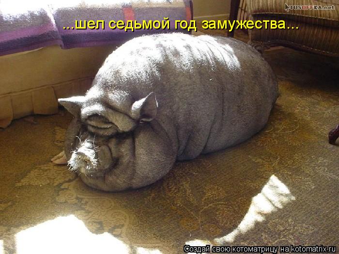 ...шел седьмой год замужества...... Котоматрица: ...шел седьмой год замужества...