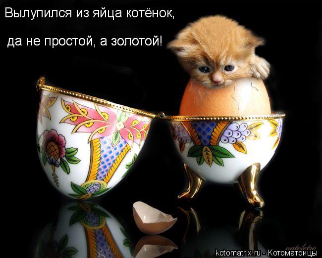 Вылупился из яйца котёнок, да не простой, а золотой! да не простой, а золотой!... Котоматрица: Вылупился из яйца котёнок, да не простой, а золотой! да не простой, а золотой!