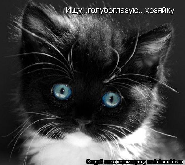 Ищу...голубоглазую...хозяйку... Котоматрица: Ищу...голубоглазую...хозяйку