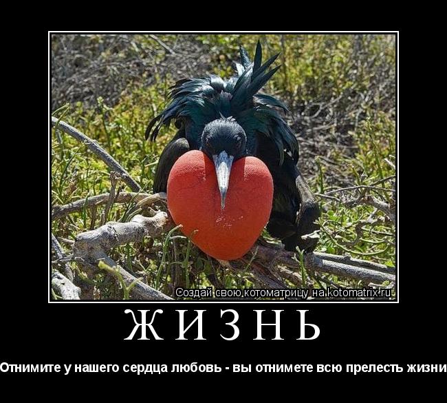 Жизнь Отнимите у нашего сердца любовь - вы отнимете всю прелесть жизни... Котоматрица: Жизнь Отнимите у нашего сердца любовь - вы отнимете всю прелесть жизни
