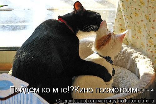 Пойдём ко мне!?Кино посмотрим...... Котоматрица: Пойдём ко мне!?Кино посмотрим...