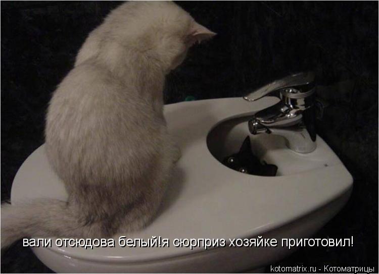 Котоматрица: вали отсюдова белый!я сюрприз хозяйке приготовил!