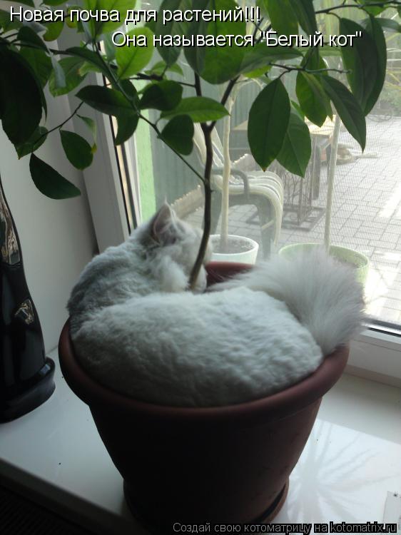 Котоматрица: Новая почва для растений!!! Она называется "Белый кот"