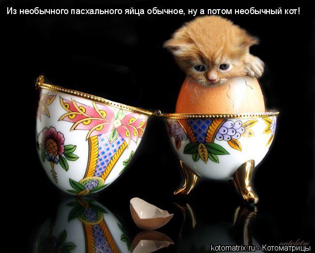 Котоматрица: Из необычного пасхального яйца обычное, ну а потом необычный кот!