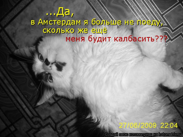 Котоматрица: ...Да, в Амстердам я больше не поеду, сколько же ещё меня будит калбасить???