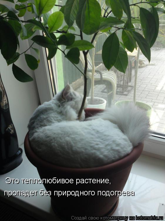 Котоматрица: Это теплолюбивое растение, пропадет без природного подогрева