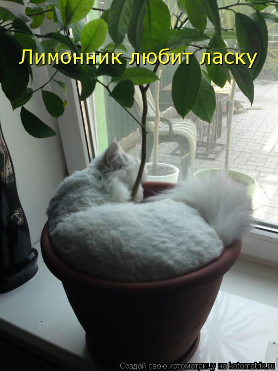 Котоматрица: Лимонник любит ласку
