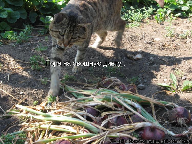 Котоматрица: Пора на овощную диету...
