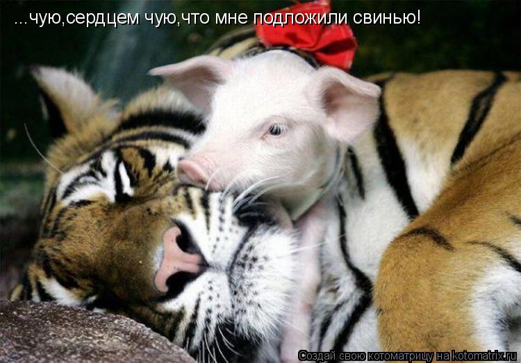 Котоматрица: ...чую,сердцем чую,что мне подложили свинью!
