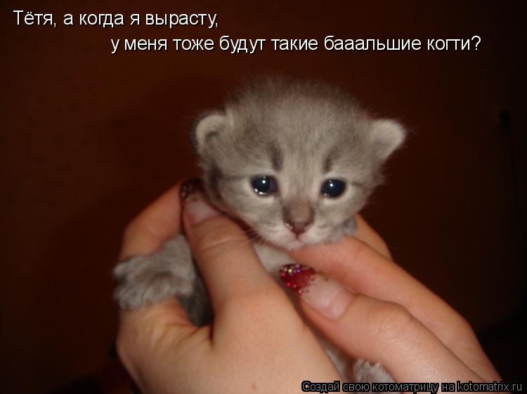 Тётя, а когда я вырасту, у меня тоже будут такие бааальшие когти?... Котоматрица: Тётя, а когда я вырасту, у меня тоже будут такие бааальшие когти?