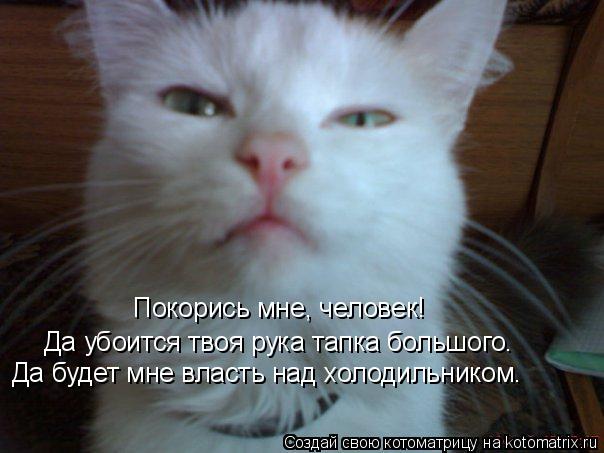 Покорись мне, человек! Да убоится твоя рука тапка большого. Да будет мне власть над холодильником.... Котоматрица: Покорись мне, человек! Да убоится твоя рука тапка большого. Да будет мне власть над холодильником.