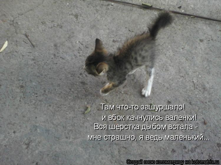 Там что-то зашуршало! и вбок качнулись валенки! Вся шерстка дыбом встала - мне страшно, я ведь мален... Котоматрица: Там что-то зашуршало! и вбок качнулись валенки! Вся шерстка дыбом встала - мне страшно, я ведь маленький...