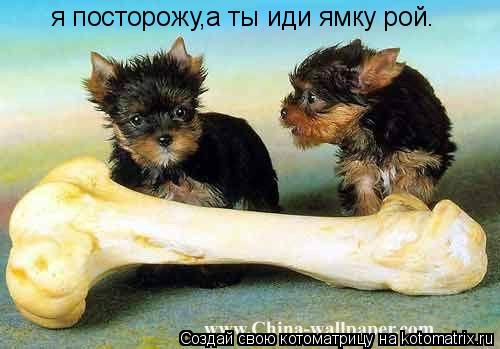 я посторожу,а ты иди ямку рой.... Котоматрица: я посторожу,а ты иди ямку рой.