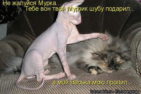 Не жалуйся Мурка... Тебе вон твой Мурзик шубу подарил... ...а мой Васька мою пропил...... Котоматрица: Не жалуйся Мурка... Тебе вон твой Мурзик шубу подарил... ...а мой Васька мою пропил...