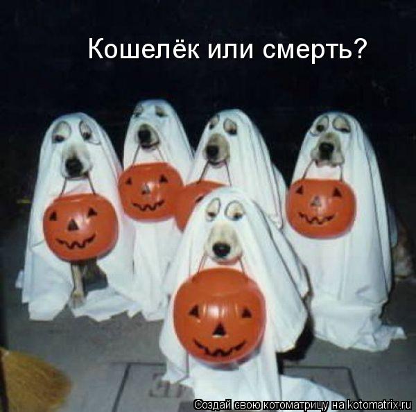 Кошелёк или смерть?... Котоматрица: Кошелёк или смерть?