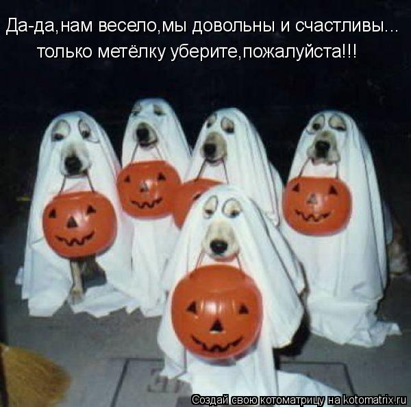 Да-да,нам весело,мы довольны и счастливы... только метёлку уберите,пожалуйста!!!... Котоматрица: Да-да,нам весело,мы довольны и счастливы... только метёлку уберите,пожалуйста!!!