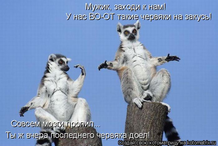 Мужик, заходи к нам! У нас ВО-ОТ такие червяки на закусь! Совсем мозги пропил... Ты ж вчера последнег... Котоматрица: Мужик, заходи к нам! У нас ВО-ОТ такие червяки на закусь! Совсем мозги пропил... Ты ж вчера последнего червяка доел!