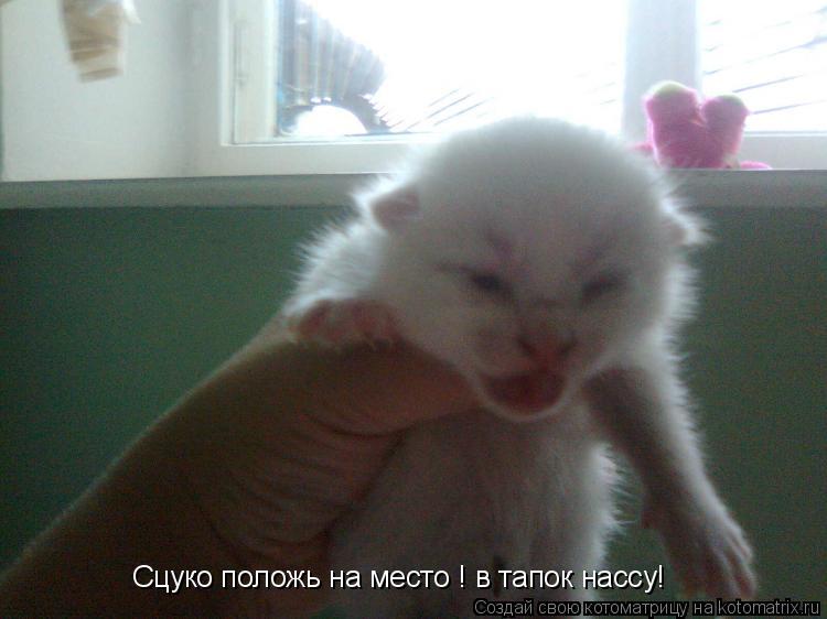 Сцуко положь на место ! в тапок нассу!... Котоматрица: Сцуко положь на место ! в тапок нассу!